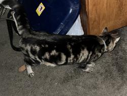 Reunited Male Cat last seen Moseley/Lacy Farm Rds, Moseley, VA 23120