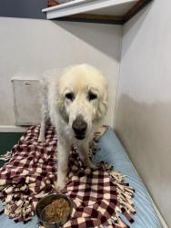 Reunited Male Dog last seen W Front St, Port Angeles, WA 98362, USA, Port Angeles, WA 98362