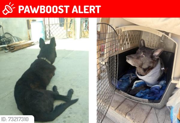 Lost Male Dog last seen Peachwood Mobile Homes - Phillips & East End POMONA CA, San Bernardino County, CA 91766