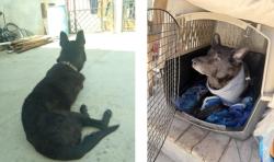 Lost Male Dog last seen Peachwood Mobile Homes - Phillips & East End POMONA CA, San Bernardino County, CA 91766