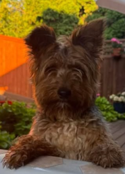 Reunited Male Dog last seen Near Upper Breckenridge Lp NW, Salem, OR 97304