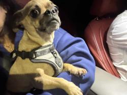 Reunited Male Dog last seen Central & Riverside CHINO CA, Chino, CA 91710