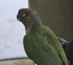 Found/Stray Unknown Bird last seen Blue Oaks Blvd., Roseville, CA 95747