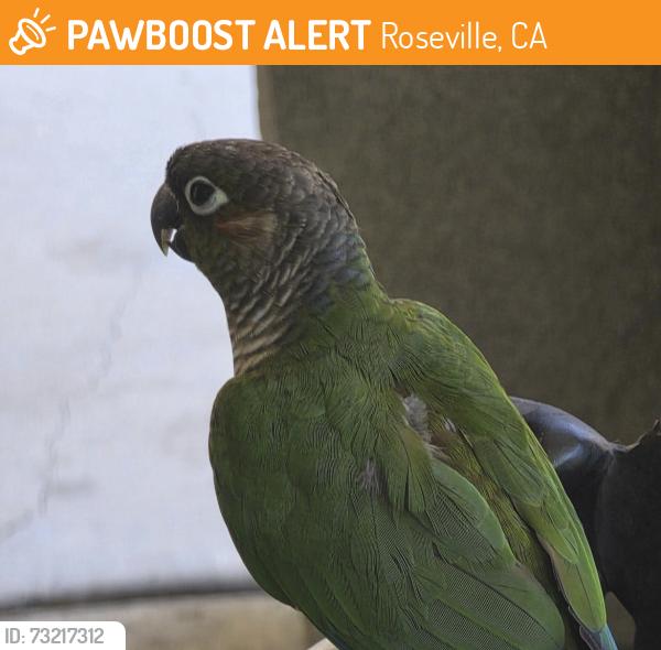 Found/Stray Unknown Bird last seen Blue Oaks Blvd., Roseville, CA 95747