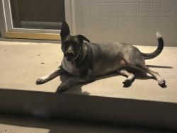 Reunited Female Dog last seen Lockhill Selma and military, San Antonio, TX 78213