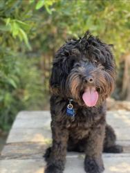 Reunited Male Dog last seen Stephen drive, North Highlands, CA 95660