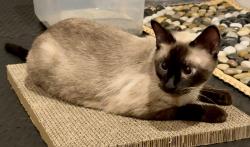 Reunited Male Cat last seen Berryhill Elementary School, Milton, FL 32570