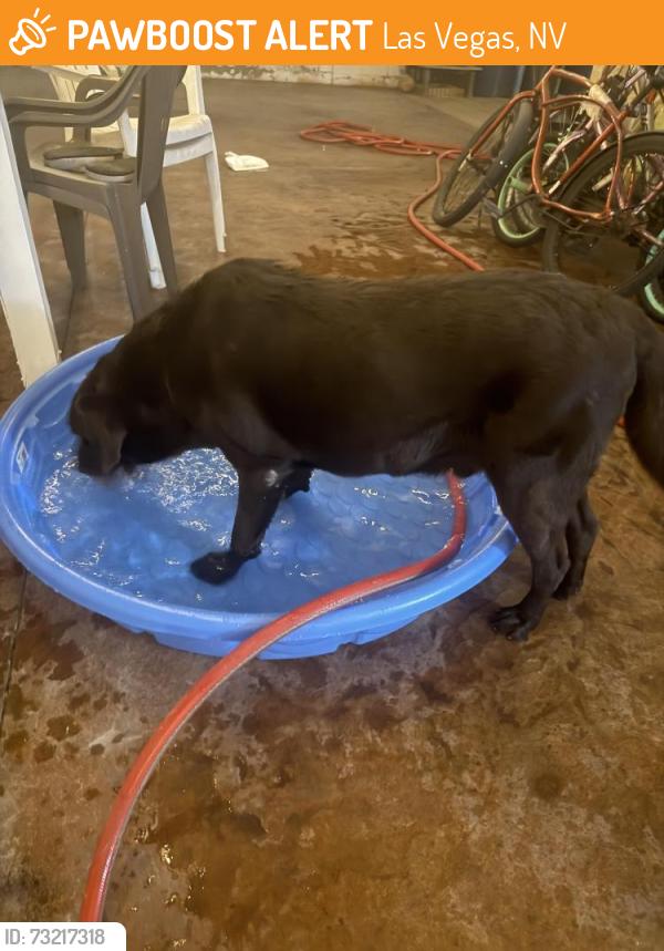 Found/Stray Male Dog last seen Owens/Nellis, Las Vegas, NV 89101