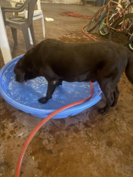 Found/Stray Male Dog last seen Owens/Nellis, Las Vegas, NV 89101