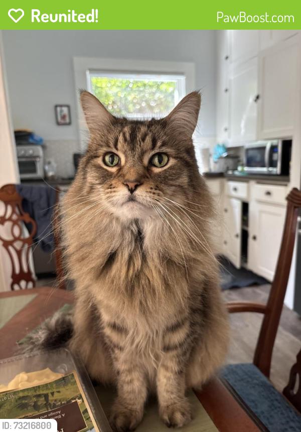 Reunited Male Cat last seen Talbart and Green, Martinez, CA 94553