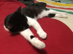 Reunited Female Cat last seen Near alameda hospital, Alameda, CA 94501