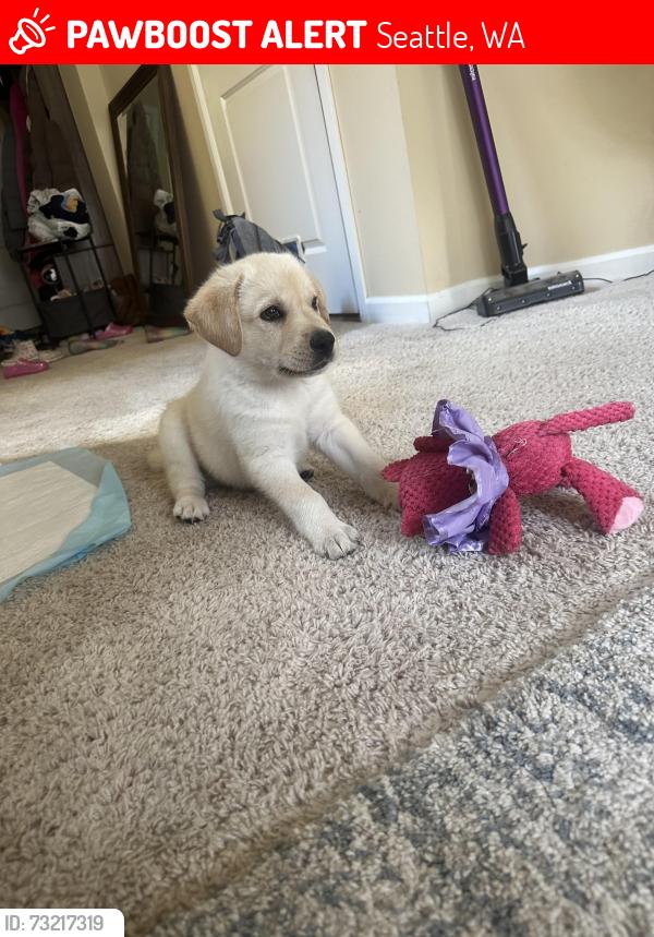 Lost Male Dog last seen sw 112th street, Seattle, WA 98146