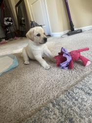 Lost Male Dog last seen sw 112th street, Seattle, WA 98146