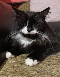 Lost Female Cat last seen Terry Smith Avenue Area, Rothwell, England 