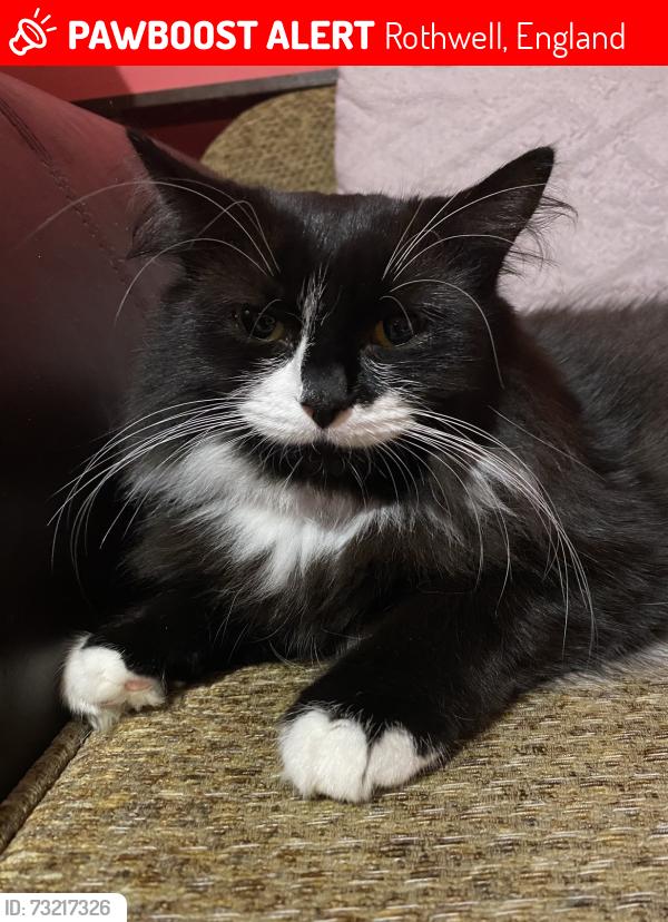 Lost Female Cat last seen Terry Smith Avenue Area, Rothwell, England 