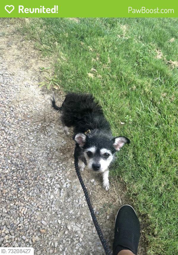 Reunited Female Dog last seen 80th St and Nardian Way, Los Angeles, CA 90045