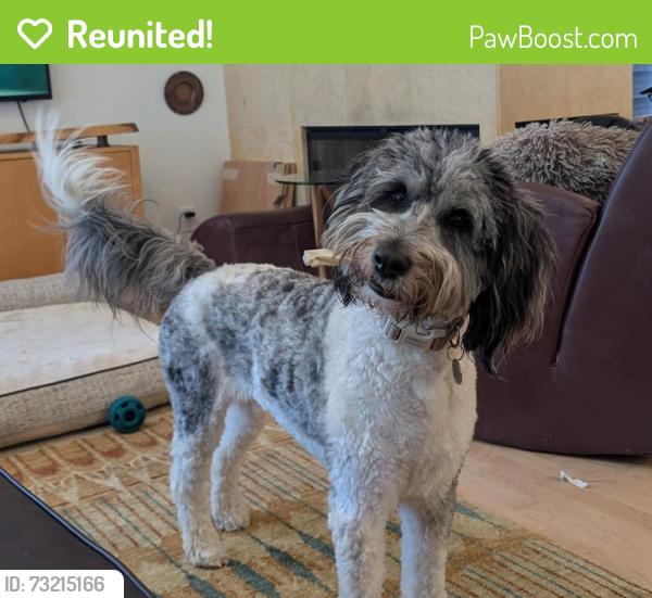 Reunited Female Dog last seen Greenbelt near community Center in Hermosa Beach, Hermosa Beach, CA 90254