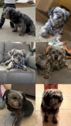 Lost Female Dog last seen Calpella/ arrowhead lake road, Hesperia, CA 92345