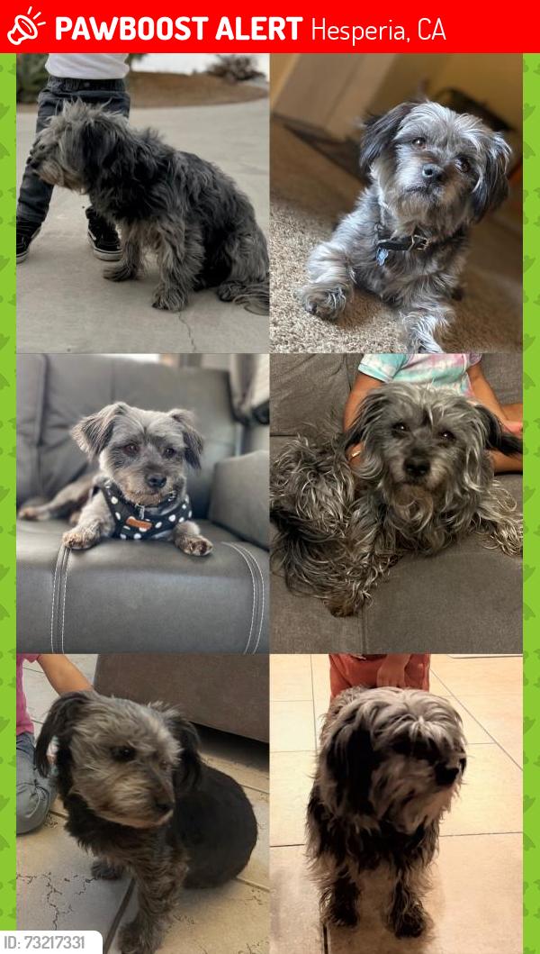 Lost Female Dog last seen Calpella/ arrowhead lake road, Hesperia, CA 92345