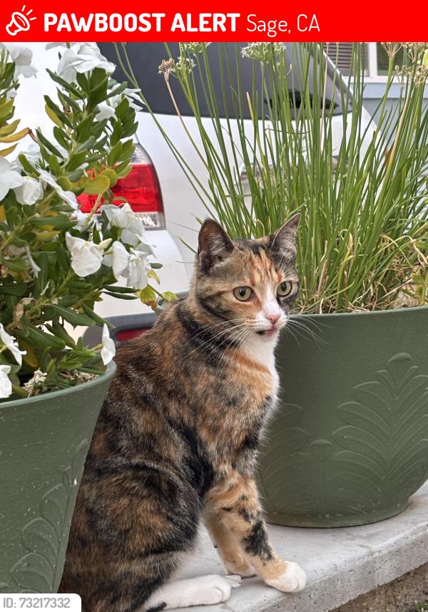 Lost Female Cat last seen De Portola/East Benton, Sage, CA 92544