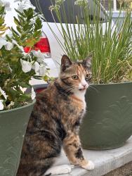 Lost Female Cat last seen De Portola/East Benton, Sage, CA 92544