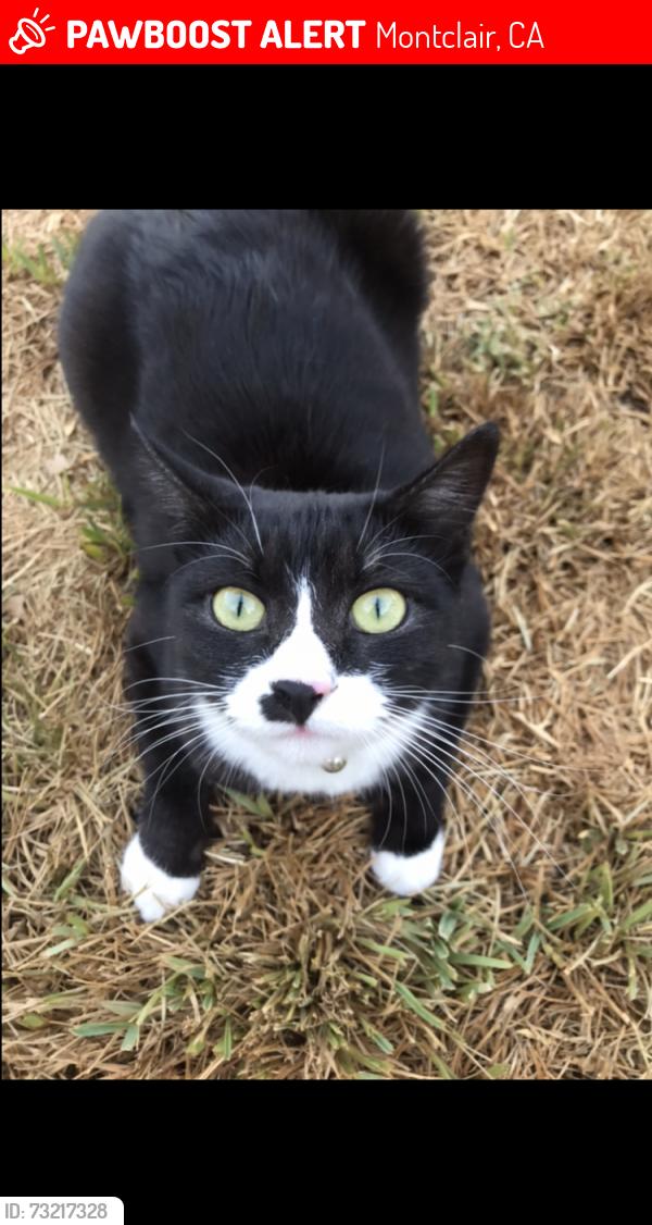 Lost Female Cat last seen I-10 Tow Yard,, Montclair, CA 91763