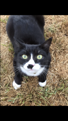 Lost Female Cat last seen I-10 Tow Yard,, Montclair, CA 91763