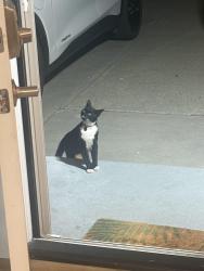 Reunited Unknown Cat last seen Duane and Borregas, Sunnyvale, CA 94085