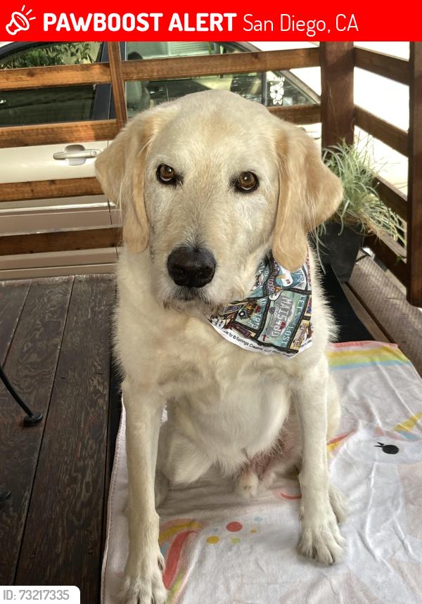 Found/Stray Male Dog last seen South park, San Diego, CA 92102