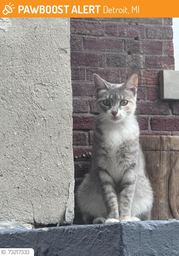 Found/Stray Unknown Cat last seen Hazelwood and Dexter, Detroit, MI 48206, Detroit, MI 48206