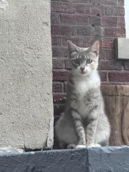 Found/Stray Unknown Cat last seen Hazelwood and Dexter, Detroit, MI 48206, Detroit, MI 48206