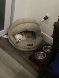 Lost Male Dog last seen Near Ave S and Auburn St S, St. Petersburg, FL 33712