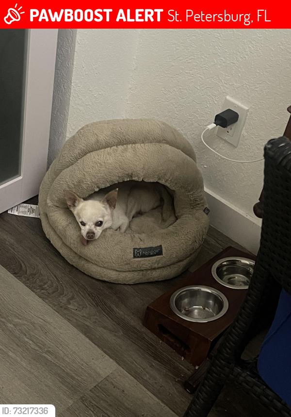 Lost Male Dog last seen Near Ave S and Auburn St S, St. Petersburg, FL 33712