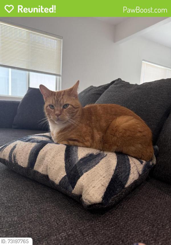 Reunited Male Cat last seen Artesia Blvd & Firmona Ave - by the Wienerschnitzel, Lawndale, CA 90278