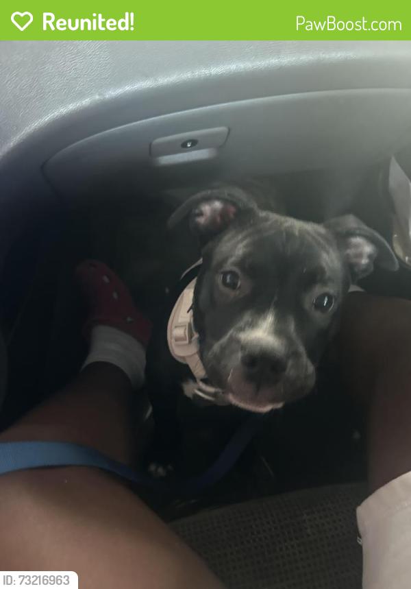 Reunited Male Dog last seen Lots of trees behind the hse he ran from., Lancaster, TX 75146