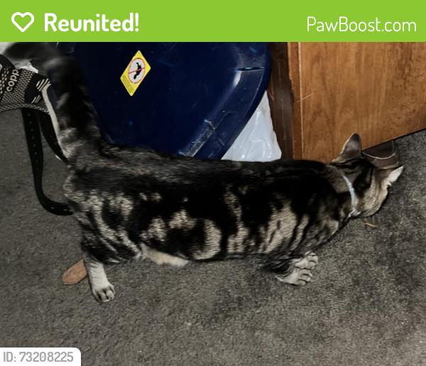 Reunited Male Cat last seen Moseley/Lacy Farm Rds, Moseley, VA 23120