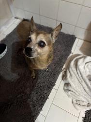 Found/Stray Female Dog last seen Ashdown Dr & Globe Ave, Dallas, TX 75228