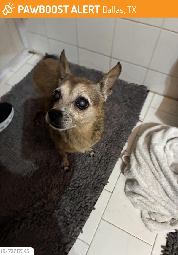 Found/Stray Female Dog last seen Ashdown Dr & Globe Ave, Dallas, TX 75228