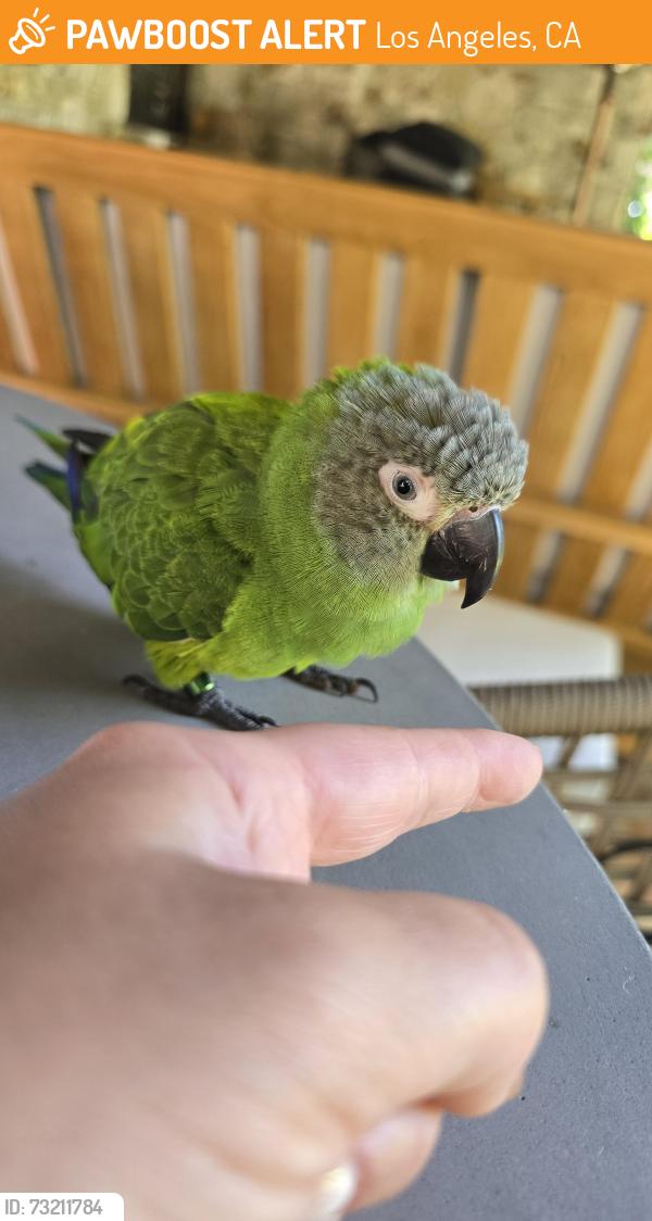 Found/Stray Unknown Bird last seen Canyon charter school, Los Angeles, CA 90272
