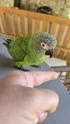 Found/Stray Unknown Bird last seen Canyon charter school, Los Angeles, CA 90272