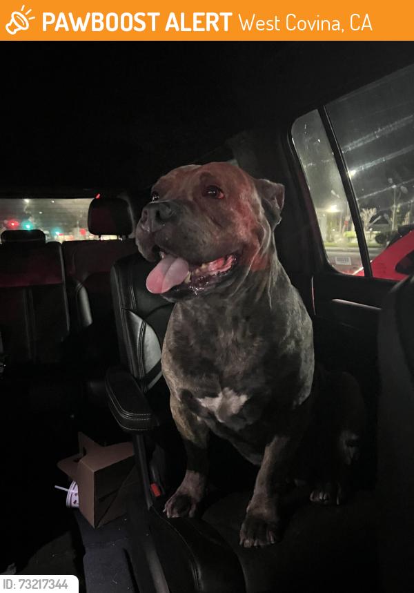 Found/Stray Male Dog last seen E woodgate drive, West Covina, CA 91792