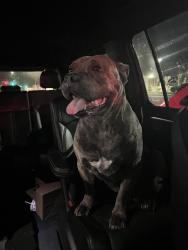 Found/Stray Male Dog last seen E woodgate drive, West Covina, CA 91792