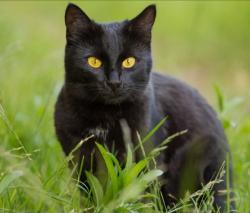 Found/Stray Female Cat last seen 79th street and Hammond Ln., Phoenix, AZ 85353