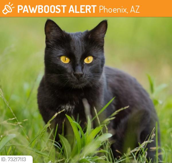 Found/Stray Female Cat last seen 79th street and Hammond Ln., Phoenix, AZ 85353