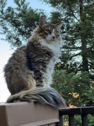 Lost Male Cat last seen Channing Ave & Center Dr, Palo Alto, CA 94301