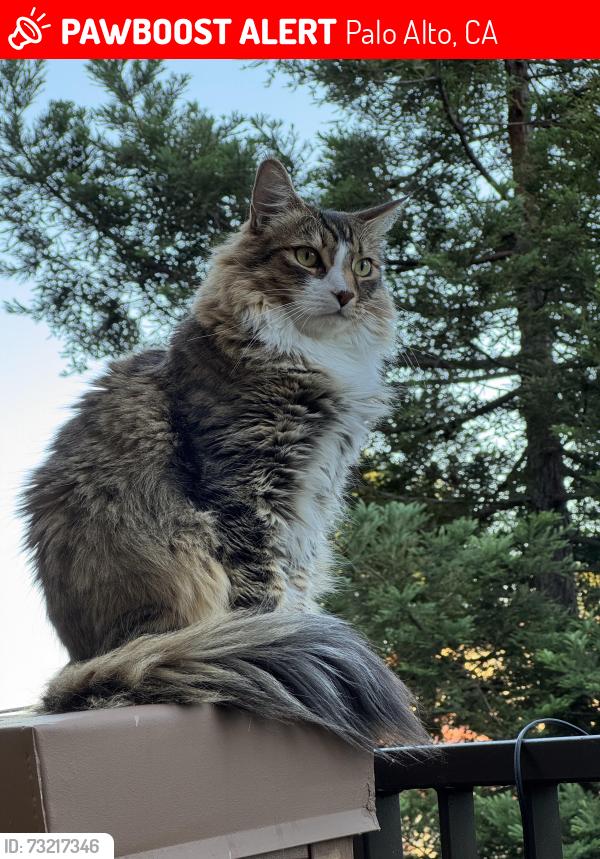 Lost Male Cat last seen Channing Ave & Center Dr, Palo Alto, CA 94301
