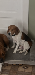 Reunited Male Dog last seen Jackson and magnolia, Riverside, CA 92503