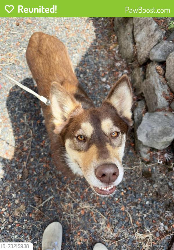 Reunited Unknown Dog last seen Summit Dr, Vancouver, WA 98665