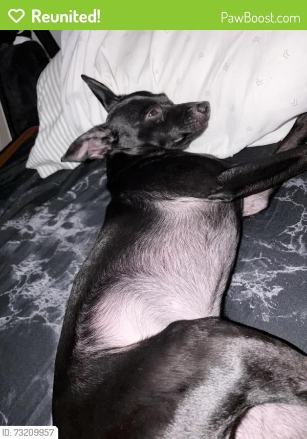 Reunited Male Dog last seen Near ohio ave Long Beach Ca, Long Beach, CA 90814