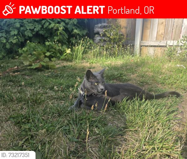Lost Male Cat last seen Glenwood park, Portland, OR 97266